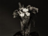 Blütenlicht  Pentax 67II, Super-Multi-Coated TAKUMAR/6x7 2.8/150, KODAK TRI-X 400  - 27.12.2025 -