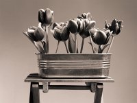 Tulpen  Canham DLC 45; Apo Sironar N 5.6/150;Rollei Retro Tonal 100/100 - 08.05.2013 -