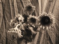 Rote Sonnenblume  Canham DLC 45; Apo Ronar 9.0/300; Classic Pan 400/800 - 05.10.2004 -