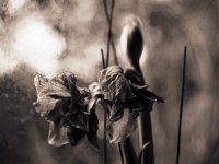 Verblühende, rote Amaryllis  Yashica FR 1; 1.4/50; Agfa APX 100/160 ASA Januar 2008