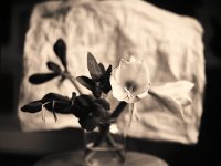 Amaryllis  Pentax 67II; 2.4/105; 400TX / 1600