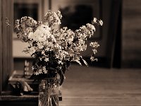 Phlox und Seifenblume  Pentax 67II, 4.0/200, Efke R50/100 - 03.08.2012 -