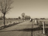 Radfahrer  Pentax K-1, smc PENTAX-FA 43mm F1.9 Limited  - 17.November 2018 - : Bislicher Insel, Fahrrad, Herbst, Kopfweide, Landschaft, Straße, Weidenzaun