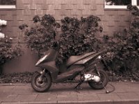 Motorroller und Rosen  Pentax LX, SMC 2.0/35; Adox Silvermax 100@64