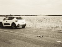 Verkehrsopfer ohne Lobby  Pentax K2, SMC M 2.8/40, Orangefilter, Ilford Delta 100pro @100  - 09.08.2018 -