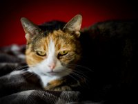 Grey  Pentax K1,  HD PENTAX - D FA 2.8/24-70 ED SDM WR  - 22.02.2025 -