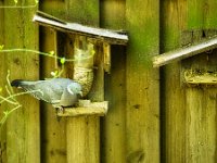 Ringeltaube an der Futterstelle  Pentax K-1, HD PENTAX - D FA* 2.8/70-200 ED DC AW  - 29.03.2025 -