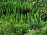 Am Gartenteich  Pentax K-1, HD PENTAX - D FA* 2.8/70-200 ED DC AW  - 29.03.2025 -