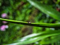 Kleine Heckschnecke  Pentax K-1, SMC FA  1.8/31 AL Limited  -15.07.2021 -