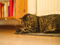 Alice  Pentax K-1, SMC PENTAX-FA 1.8/77 Limited  - 06.04.2025 -