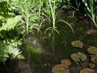 Teichfrosch im Garten  PENTAX K-1, HD PENTAX - D FA* 2.8/70-200 ED DC AW  - 20.04.2025 -
