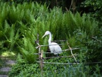 Der Reiher am Teich  PENTAX K-1, HD PENTAX - Pentax Takumar (Bayonett) 2.5/135  - 26.04.2025 -