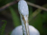 Kleine Schnecke  PENTAX K-1, HD PENTAX - Pentax Takumar (Bayonett) 2.5/135  - 26.04.2025 -
