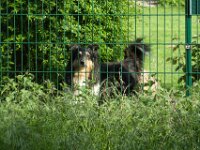 Lilly  PENTAX K-1, HD PENTAX - D FA* 2.8/70-200 ED DC AW  - 07.05.2025 -