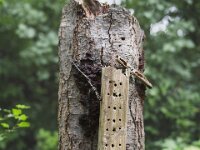 Insektenhotel  PENTAX K-1, HD PENTAX - HD PENTAX - D FA* 1.4/50 SDM AW - 24.05.2025 -