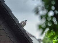 Ringeltaube  PENTAX K-1, HD PENTAX - D FA* 2.8/70-200 ED DC AW  - 29.05.2025 -