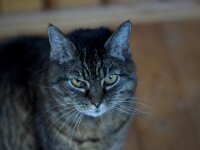 Alice  PENTAX K-1, HD PENTAX - PENTAX TAKUMAR (BAYONET) 2.5/135  - 02.06.2025 -