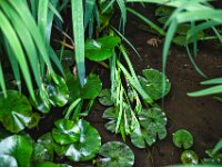 Gartenteich  PENTAX K-1, HD PENTAX - D FA 2.8/24-70 ED SDM WR  - 16.06.2025 -