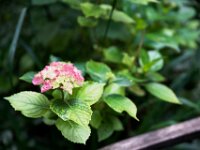Hortensie  PENTAX K-1, HD PENTAX - D FA 2.8/24-70 ED SDM WR  - 16.06.2025 -