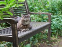 Kater Struppi  PENTAX K-1, HD PENTAX - D FA 2.8/24-70 ED SDM WR  - 16.06.2025 -