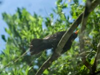 Die Amsel am Fenster  PENTAX K-1, SMC PENTAX-FA 1.8/77 Limited  - 07.08.2025