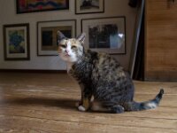 Katze Grey  PENTAX K-1, SMC PENTAX-FA 1.8/31 AL  Limited  - 09.09.2025