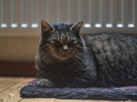 Struppi  PENTAX K-1, SMC PENTAX-FA 1.8/77 Limited  - 25.10.2025 -