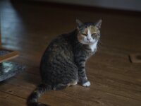 Grey  PENTAX K-1, SMC PENTAX-FA 1.8/77 Limited  - 25.10.2025 -