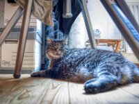 Struppi  Pentax K-1, HD PENTAX - D FA 2.8/24-70 ED SDM WR  - 17.11.2025 -