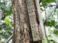 Insektenhotel am Pflaumenbaum  Pentax K-1, HD Pentax D-FA*1.4/50 SDM AW   - 22.10.2021 -