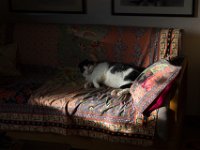 Harlekin auf dem Sofa  Pentax K-1, SMC Pentax - FA 1.8/77 Limited   - 07.12.2021 -