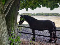 Im Schatten  Pentax K-1, HD Pentax -D FA 2.8/24-70 ED SDM WR   - 12.08.2022 -