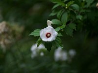 Hibiskusblüte  Pentax K-1, SMC Pentax 2.4/135 Takumar  - 17.08.2022 -