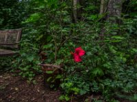 Hibiskusblüte im September  Pentax K-1, HD Pentax -D FA 2.8/24-70 ED SDM WR   - 16.09.2022 -