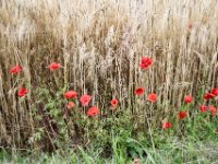 Mohnblumen am Gerstenfeld  Pentax K-1, smc PENTAX-FA 31mm F1.8 AL Limited  - 03.07.2020 -