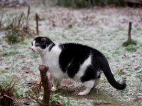 Was ist da ?  Pentax K-1, HD Pentax-D FA* 2.8/70-200 ED DC AW   - 16.12.2022 - : Winter, Schnee, Garten Erlenstraße, Katze, Frost, Harlekin, Kater