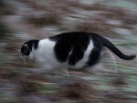 Jetzt nix wie weg  Pentax K-1, HD Pentax-D FA* 2.8/70-200 ED DC AW   - 16.12.2022 -