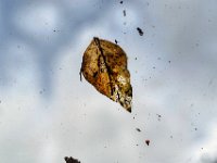 Blatt auf der Fensterscheibe  Pentax K-1, HD Pentax - D FA  2.8/24-70 ED SDM WR  -01.01.2023 -