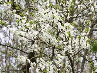 Pflaumenblüten  Pentax K-1, HD Pentax - D *FA  2.8/70-200 ED DC AW  - 15.04.2023 - : Blüten, Pflaumenblüte, Pflaumenbaum, Garten Erlenstraße