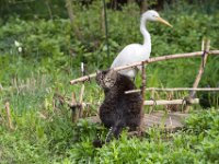 Am Teichsteg  Pentax K-1, HD Pentax - D *FA  2.8/70-200 ED DC AW  - 15.04.2023 - : Reiher, Garten Erlenstraße, Teichsteg, Struppi, Teich, Kater, Katze