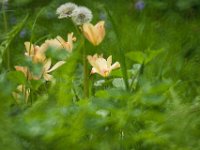 Wildtulpen und Löwenzahn  Pentax K-1, SIGMA Mirror 8.0/600 - 07.05.2023 -