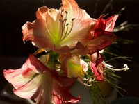 Rittersternblüten im Morgenlicht  Pentax K-1, HD Pentax-D FA 2.8/24-70  SDM WR  - 05.12.2020 -