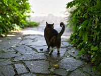 Katze Grey am Hauseingang  Pentax K-1, HD Pentax - D FA*  1.4/50 SDM AW  - 11.07.2023 - : Grey, Hauseingang, Katze