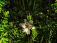 Lilie  Pentax K-1, HD Pentax - D FA*  1.4/50 SDM AW  - 18.07.2023 - : Lilie, Garten Erlenstraße, Vorgarten