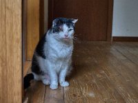 Kater Harlekin  Pentax K-1, HD Pentax - D FA*  1.4/50 SDM AW  - 31.07.2023 -