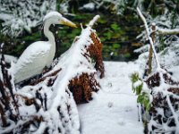 Schnee am Teich  Pentax K-1, HD Pentax DFA* 1.4/50 SDM AW   - 04.12.2023 -