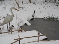 Winterreiher  Pentax K-1, Pentax D FA* 1.4/50 SDM AW  07.02.2021 -