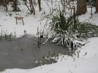 Gartenteich  Pentax K-1, Pentax D FA* 1.4/50 SDM AW  07.02.2021 -