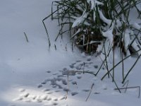 Auf dem Teich  Pentax K-1, HD Pentax-D FA* 2.8/70-200 ED DC AW   - 09.02.2021 -