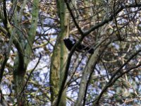 Unser Amsel Mutant #2  Pentax K-1, HD Pentax - D FA * 2.8/70-200 ED DC AW   -01.03.2024 -